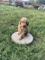 Angel, a female Poodle - Standard  for sale in Ava, MO – 1 of 6