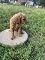 Prince, a male Poodle - Standard  for sale in Ava, MO – 2 of 5