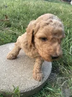 Daisey, a female Poodle - Standard  for sale in Ava, MO – 3 of 6