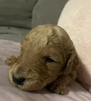 Cocoa, a female Poodle - Standard  for sale in Ava, MO – 7 of 8
