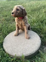 Cocoa, a female Poodle - Standard  for sale in Ava, MO – 2 of 8