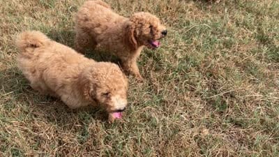 Angel, a female Poodle - Standard  for sale in Ava, MO – 2 of 8
