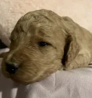 Angel, a female Poodle - Standard  for sale in Ava, MO – 4 of 6