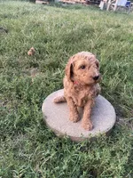 Cocoa, a female Poodle - Standard  for sale in Ava, MO – 4 of 8