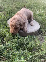 Angel, a female Poodle - Standard  for sale in Ava, MO – 3 of 6