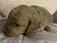 Angel, a female Poodle - Standard  for sale in Ava, MO – 6 of 6