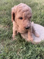 Butterball, a male Poodle - Standard  for sale in Ava, MO – 2 of 5