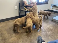 Prince, a male Poodle - Standard  for sale in Ava, MO – 2 of 9