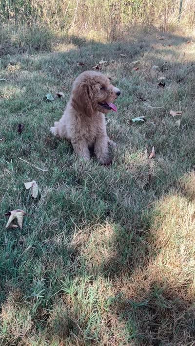 Prince, a male Poodle - Standard  for sale in Ava, MO – 5 of 9