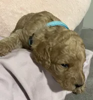 Angel, a female Poodle - Standard  for sale in Ava, MO – 5 of 6