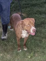 FJord, a male American Pit Bull Terrier for sale in Ava, MO – 4 of 5