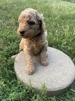 Daisey, a female Poodle - Standard  for sale in Ava, MO – 2 of 6