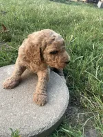 Daisey, a female Poodle - Standard  for sale in Ava, MO – 4 of 6