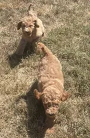 Prince, a male Poodle - Standard  for sale in Ava, MO – 3 of 9