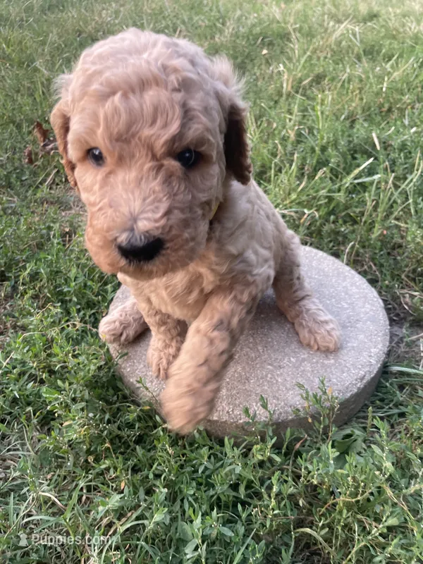 Butterball – Poodle - Standard  puppy for sale in Ava, MO