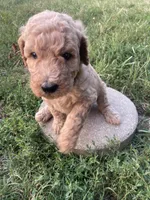 Butterball, a male Poodle - Standard  for sale in Ava, MO – 1 of 5