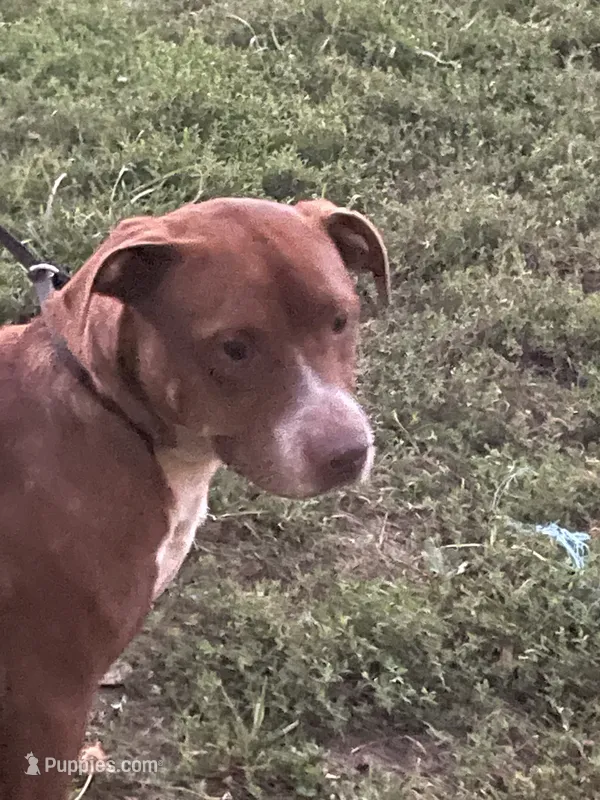 FJord – American Pit Bull Terrier puppy for sale in Ava, MO