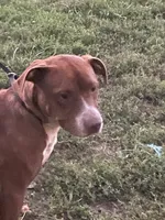 FJord, a male American Pit Bull Terrier for sale in Ava, MO – 1 of 5