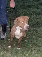 FJord, a male American Pit Bull Terrier for sale in Ava, MO – 5 of 5
