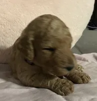 Daisey, a female Poodle - Standard  for sale in Ava, MO – 5 of 6