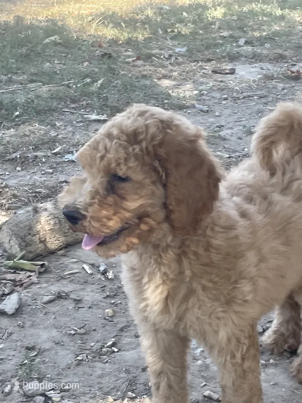 Daisey – Poodle - Standard  puppy for sale in Ava, MO