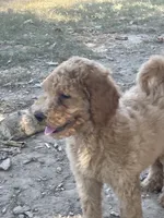 Daisey, a female Poodle - Standard  for sale in Ava, MO – 1 of 8