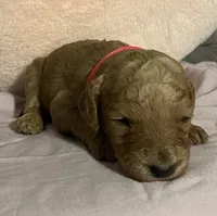 Cocoa, a female Poodle - Standard  for sale in Ava, MO – 6 of 8