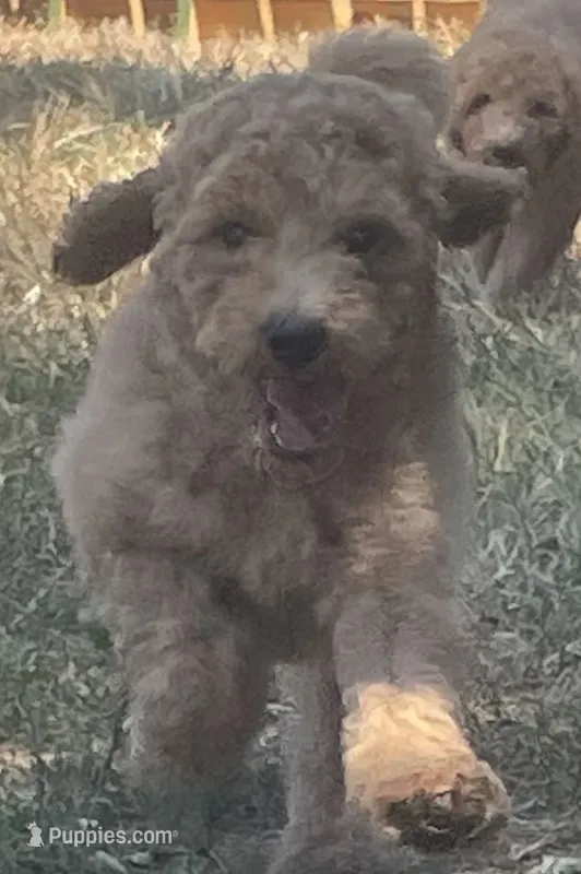 Angel – Poodle - Standard  puppy for sale in Ava, MO