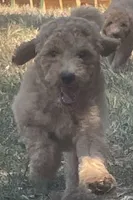 Angel, a female Poodle - Standard  for sale in Ava, MO – 1 of 8