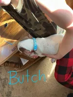 Butch, a male English Setter and German Shorthaired Pointer for sale in Onamia, MN – Photo 2 of 2