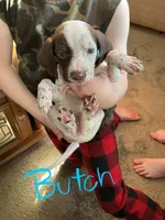 Butch, a male English Setter and German Shorthaired Pointer for sale in Onamia, MN – Photo 1 of 2