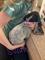 Susan, a female English Setter and German Shorthaired Pointer for sale in Onamia, MN – Photo 2 of 2