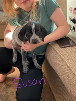 Susan, a female English Setter and German Shorthaired Pointer for sale in Onamia, MN – Photo 1 of 2