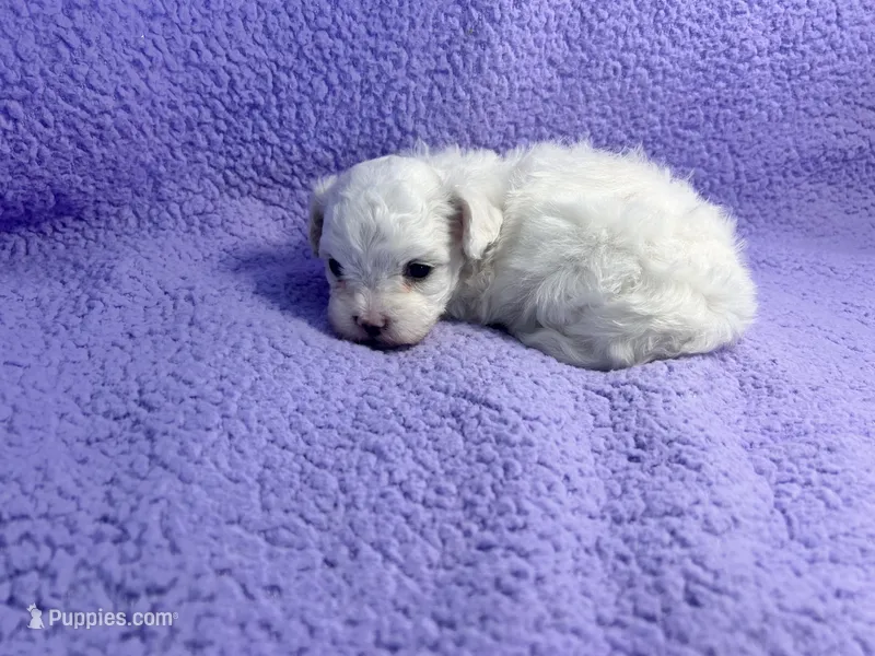 Dude  – Maltipoo puppy for sale in Trenton, FL