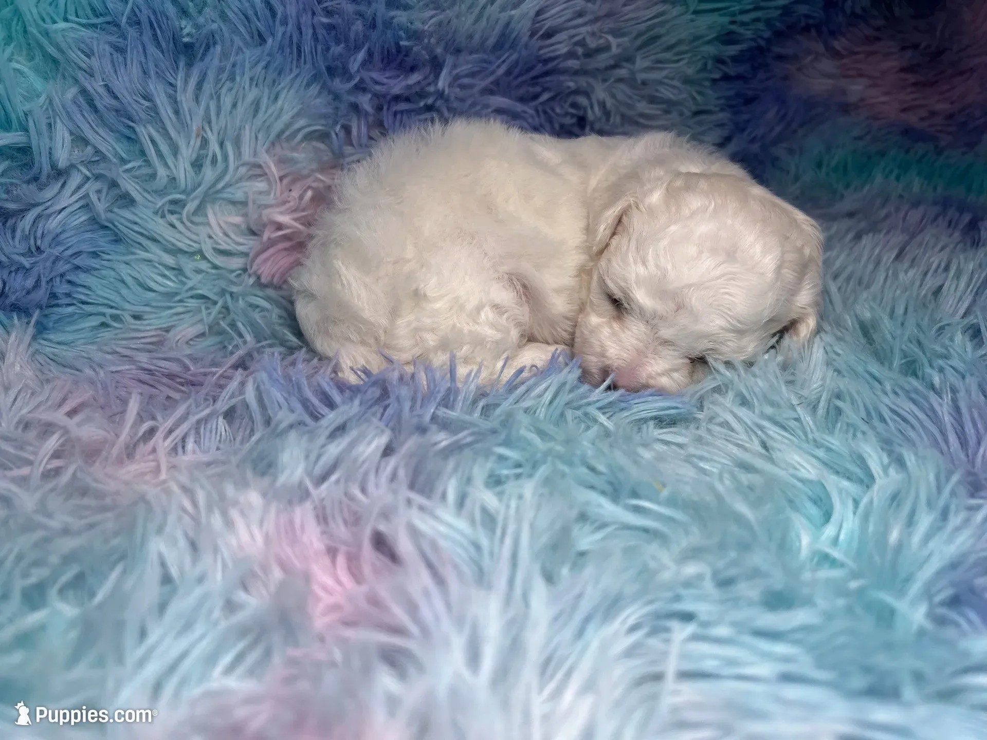 Lira, a female Maltipoo for sale in Trenton, FL – 1 of 1