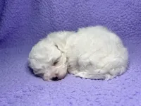 Max, a male Maltipoo for sale in Trenton, FL – 3 of 3