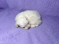 Dude , a male Maltipoo for sale in Trenton, FL – 3 of 5