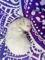 Summer, a female Maltipoo for sale in Trenton, FL – 2 of 3