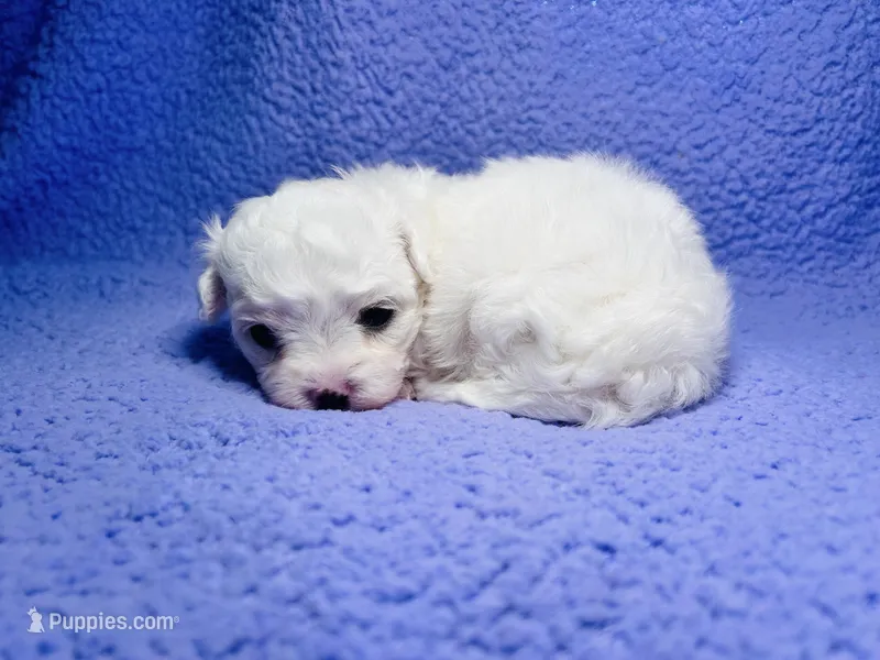 Max – Maltipoo puppy for sale in Trenton, FL