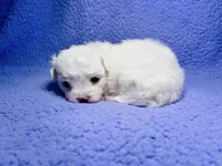 Max, a male Maltipoo for sale in Trenton, FL – 1 of 3