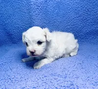 Dude , a male Maltipoo for sale in Trenton, FL – 2 of 5