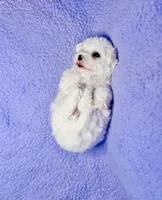Max, a male Maltipoo for sale in Trenton, FL – 2 of 3