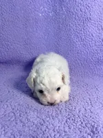 Dude , a male Maltipoo for sale in Trenton, FL – 4 of 5