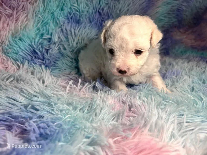 Lira – Maltipoo puppy for sale in Trenton, FL
