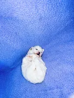 Dude , a male Maltipoo for sale in Trenton, FL – 5 of 5