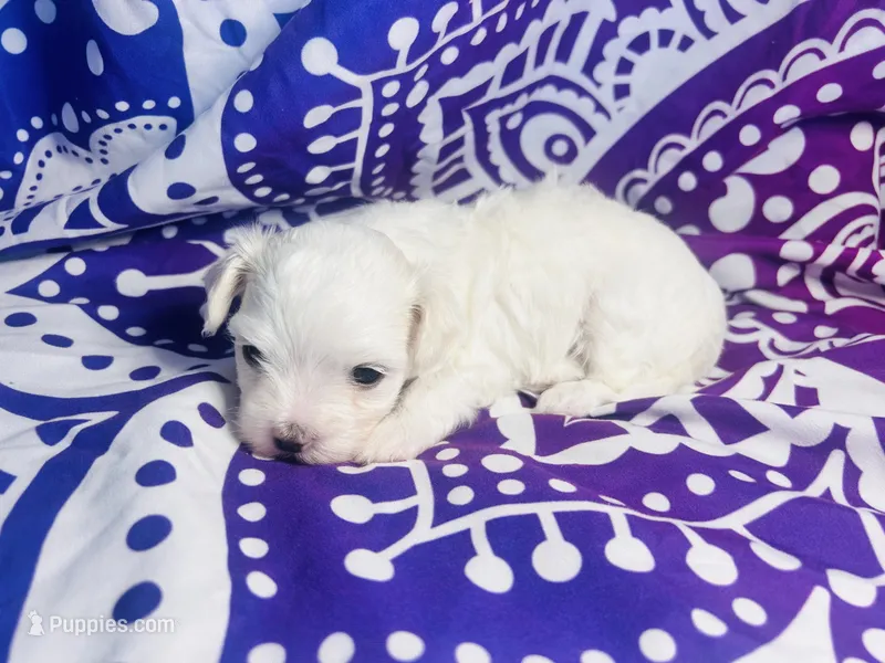 Summer – Maltipoo puppy for sale in Trenton, FL