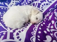 Summer, a female Maltipoo for sale in Trenton, FL – 3 of 3