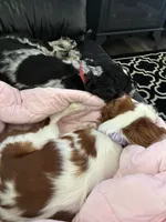 Canela, a female Cavalier King Charles Spaniel for sale in Chatsworth, GA – 7 of 10