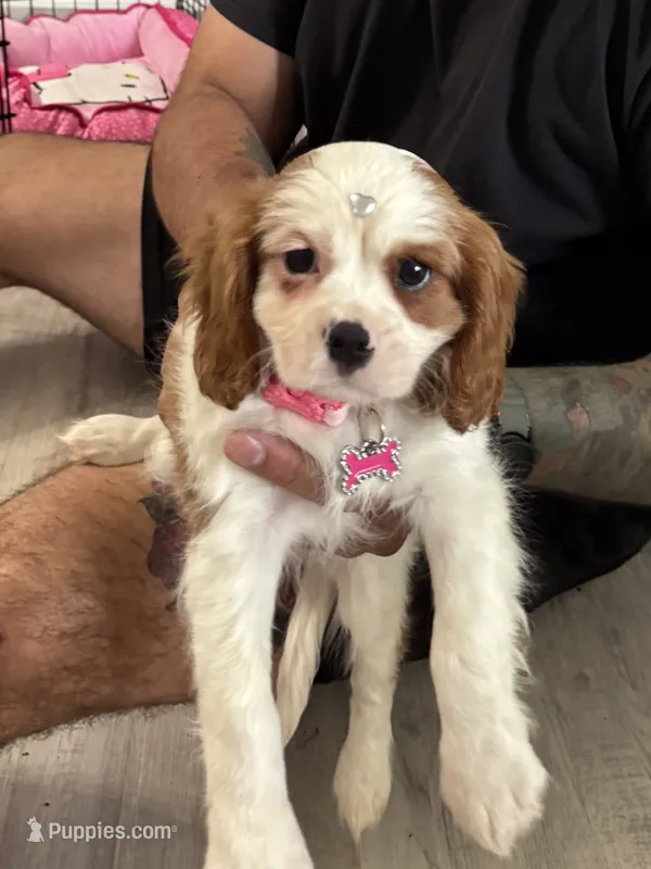 Canela – Cavalier King Charles Spaniel puppy for sale in Chatsworth, GA