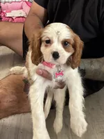 Canela, a female Cavalier King Charles Spaniel for sale in Chatsworth, GA – 1 of 10